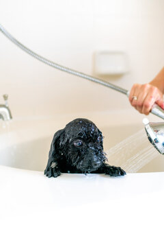 wash and dry dog