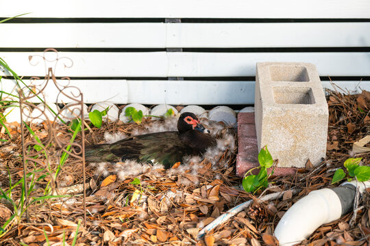 Muscovy duck guards nest amid city garden debris