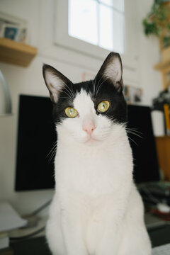 Portrait of a black and white cat