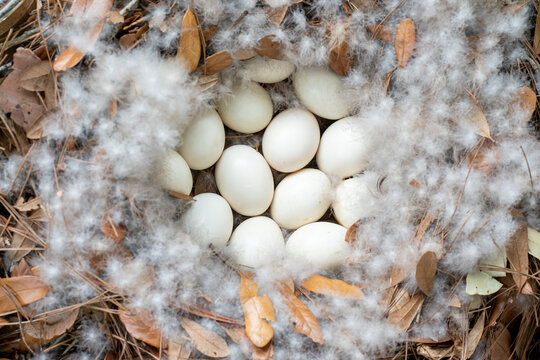 Goose egg  in a bed of dried leaves and cotton down