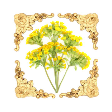Cowslip flowers, natural  herbal medicine flora design on white background with ornate gold frame. Used to treat respiratory problems, is a sedative, diuretic, anti inflammatory.