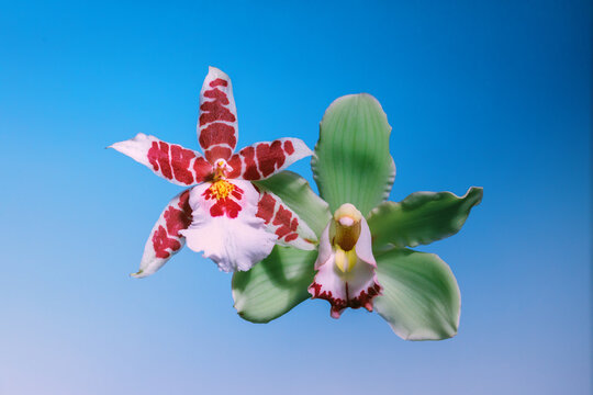 Flowers display colors and shapes during bright lighting