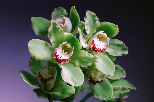 Green flowers with white and red accents in a dark setting