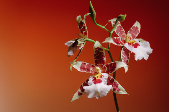 Colorful orchids bloom in a bright setting during the day