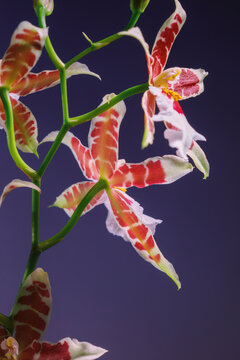 A branch of orchids shows off its bright colors
