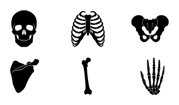Anatomical Skeleton Icons, Human Bone Illustrations, Medical Science Vector Graphics, Healthcare Anatomy Elements