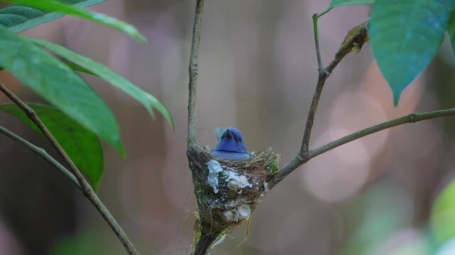 Bird fly catching insects, black head spigot black naped Building a nest in a small tree