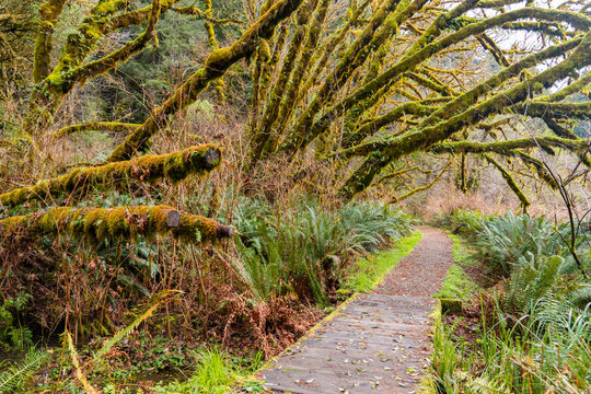 wooden walkway mossy tree and ferns