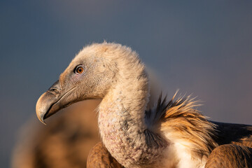 Highly detailed close-up profile portrait of a wild Griffon Vulture (Gyps fulvus) in warm sunlight © Jhony