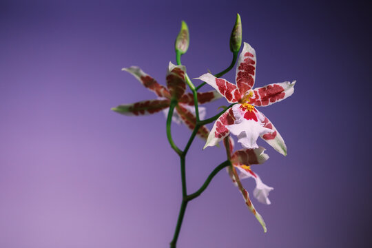 Orchid blooms against a purple background