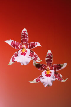 Two orchids with red and white patterns against orange backdrop
