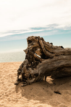 Tree trunk on the sand