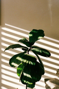 Lush Fiddle Leaf Fig in Beautiful Sunlight Stripes