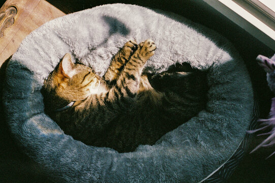 Cozy Cat Napping in Plush Bed Near Natural Light