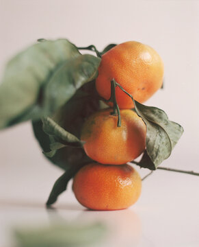 The portrait of three mandarines