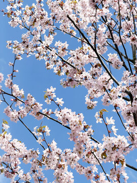 Spring blossom in front of blue sky