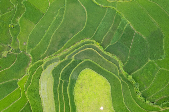 Aerial Rice Field Patterns