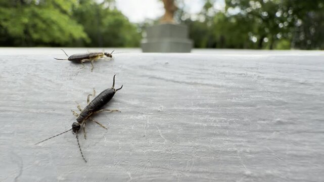 Two curious earwigs crawl along a white textured ledge near a city fountain. The creepy insects stand out against the calm, blurred backdrop of park trees.