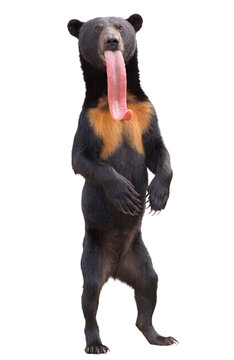 Malayan Sun Bear Standing on Two Legs with Extremely Long Tongue Extended Isolated on White Background