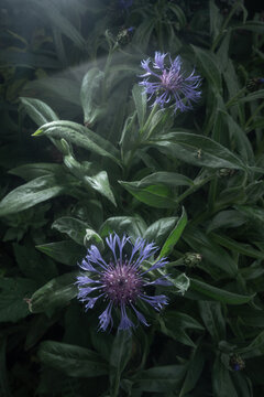 Purple cornflowers in moody garden light