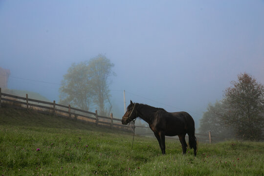 Black Horse Grazing on a Misty Morning in a Mountain Village. High quality photo