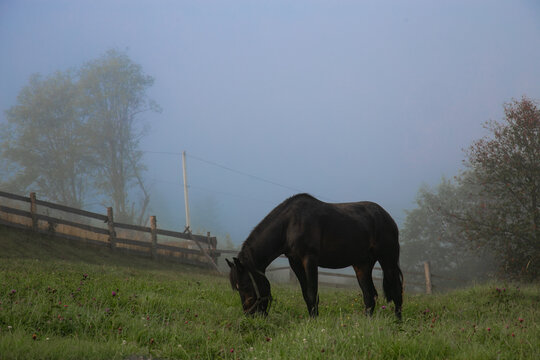 Black Horse Grazing on a Misty Morning in a Mountain Village. High quality photo