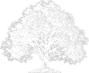 Obraz premium Detailed Deciduous Tree Outline Illustration with Dense Foliage Texture and Natural Monochrome Line Art