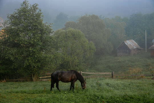 Black Horse Grazing on a Misty Morning in a Mountain Village. High quality photo