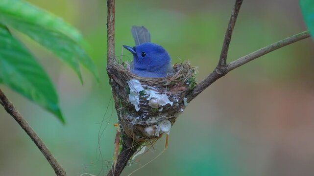Bird fly catching insects, black head spigot black naped Building a nest in a small tree