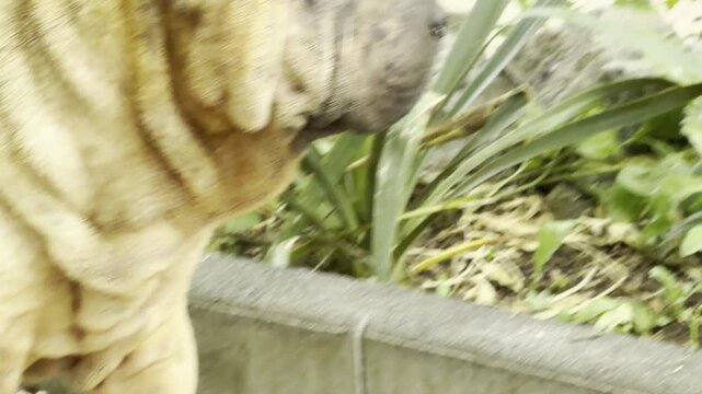 A wrinkly Shar Pei dog looks down while standing on a gravel path. The cute pet explores the quiet park. Its adorable droopy face brings a heartwarming and gentle feeling.