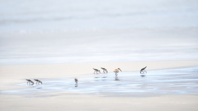 Dunlins  (Calidris alpina)