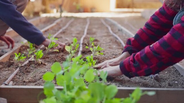 Two hands gently place seedlings into rows of soil. Farm workers gardeners or volunteers work outside planting green vegetable seeds. Starting new season of growth. Farm to table organic lifestyle