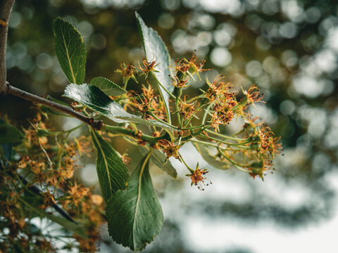 Macro photography of a serviceberry amelanchier tree branch showing green leaves and faded spring flower blossoms developing into tiny young berries
