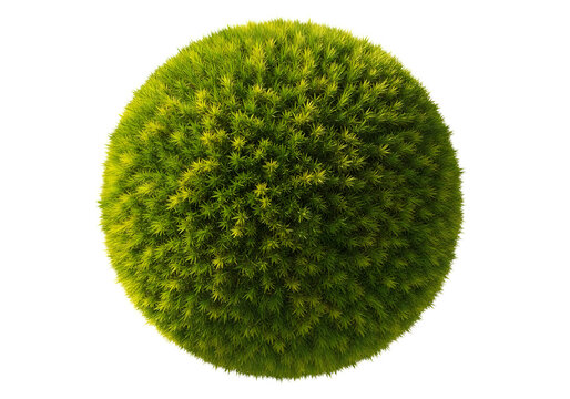 Green grass ball topiary isolated on white background