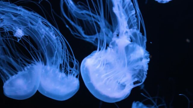 Pacific sea nettle. Drifting marine creature. Glowing underwater animal. Translucent ocean life. Long flowing tentacles. Blue aquarium display. Elegant medusa motion. Deep sea beauty. Floating