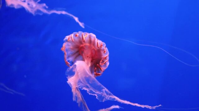 Japanese sea nettle. Striped jelly drifting. Crimson radiating pattern. Translucent ocean animal. Flowing tentacles underwater. Aquarium medusa display. Elegant banded motion. Blue background beauty