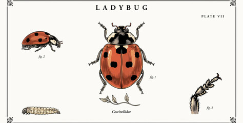 Colorful ladybug crawling on green leaf with small insects © MstUmratun