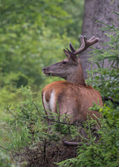 Młody byk jelenia szlachetnego (Cervus elaphus) w naturalnym środowisku leśnym © MarcinRoj.Fotografia