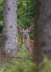 Młody byk jelenia szlachetnego (Cervus elaphus) w naturalnym środowisku leśnym © MarcinRoj.Fotografia