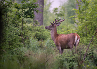 Młody byk jelenia szlachetnego (Cervus elaphus) w naturalnym środowisku leśnym © MarcinRoj.Fotografia