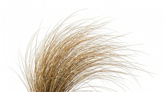 Realistic bunch of dry golden ornamental grass with long fine arching blades isolated on a white background