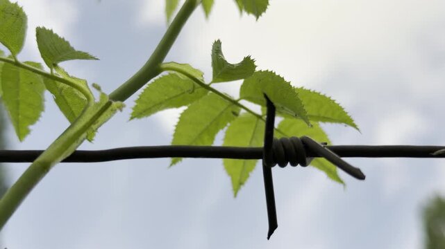 A resilient green plant grows freely over a sharp barbed wire fence. The bright leaves bring a feeling of hope and survival against the gloomy overcast sky.