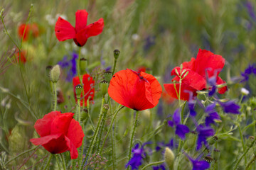 Fototapeta premium Red poppy flowers among wildflowers with soft natural background