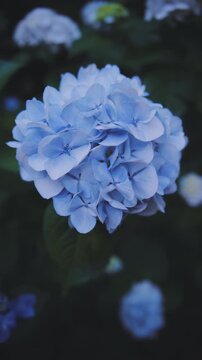 雨上がりに美しく咲く高幡不動尊の紫陽花