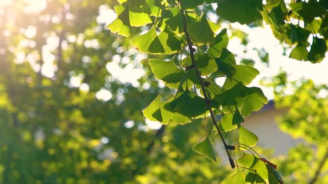 Backlit Ginkgo Leaves in Sunlight