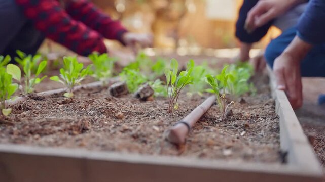 People tend to seedlings in a shared garden bed. Hands gently arrange young greens in rich, dark soil. Sunlight glows warmly over the garden plot. Gardeners or volunteers nurture vegetables with care