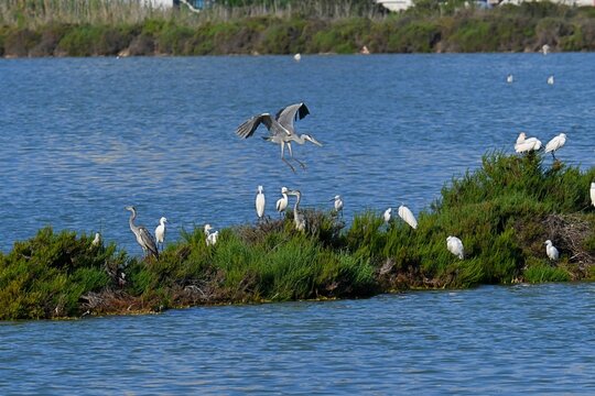 A picturesque natural landscape from the Calpe Salt Flats, Spain. On a small island of coastal vegetation, various species of waterfowl, including herons and egrets,