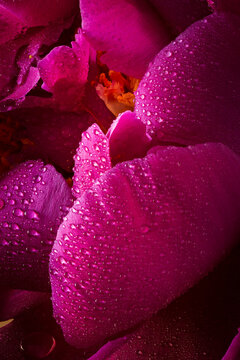 Macro photography of a beautiful peony flower covered drops of water