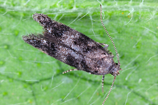 Exoteleia dodecella  the pine bud moth, is a moth of the family Gelechiidae.