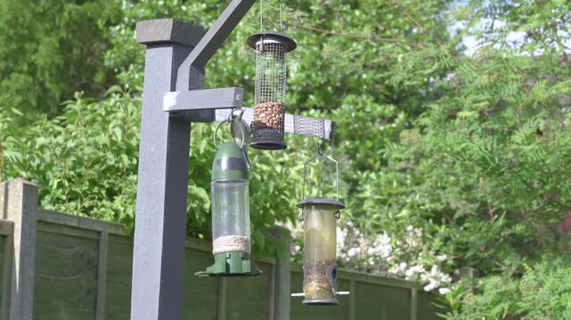Great Tit bird feeding from a peanut feeder in a rural UK garden on an early summer day